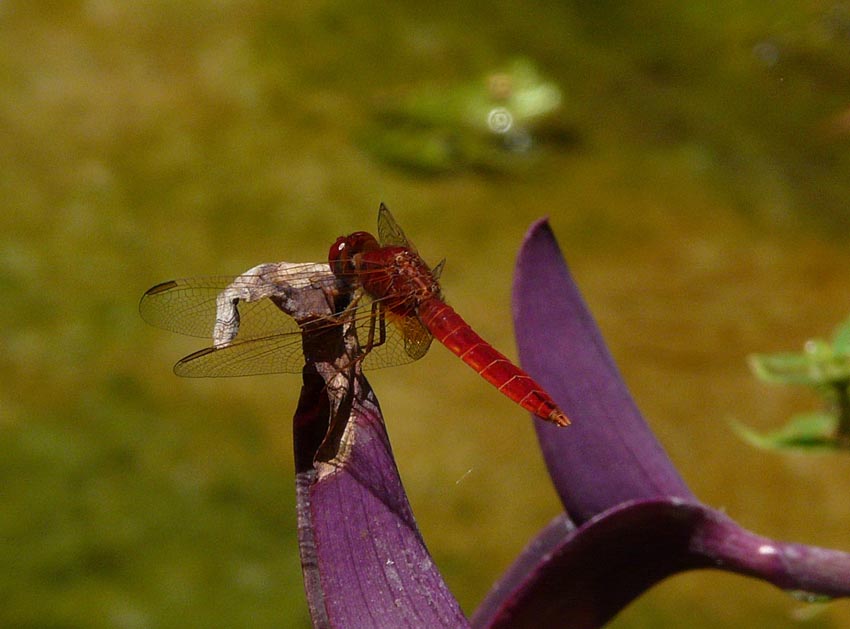 Libellula rossa da identificare